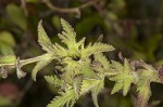 Combleaf yellow false foxglove