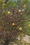 Combleaf yellow false foxglove