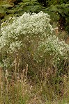 Eastern baccharis