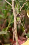 Eastern baccharis