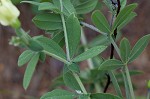 Longbract wild indigo