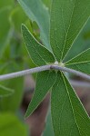 Longbract wild indigo