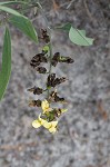 Grayhairy wild indigo