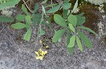 Grayhairy wild indigo