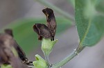 Grayhairy wild indigo