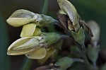 Grayhairy wild indigo