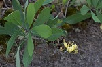 Grayhairy wild indigo