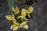 Grayhairy wild indigo