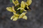 Grayhairy wild indigo