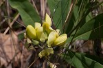 Grayhairy wild indigo