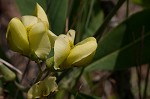 Grayhairy wild indigo