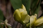 Grayhairy wild indigo