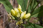 Grayhairy wild indigo