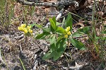 Grayhairy wild indigo