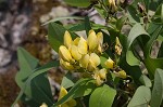 Grayhairy wild indigo