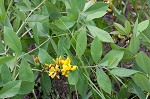 Grayhairy wild indigo