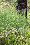 Pineland wild indigo