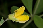 Pineland wild indigo