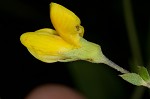 Pineland wild indigo