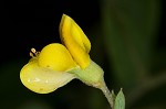 Pineland wild indigo