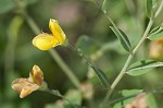 Pineland wild indigo