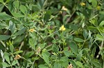 Pineland wild indigo