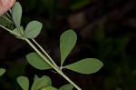 Pineland wild indigo