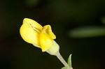 Pineland wild indigo