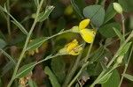 Pineland wild indigo