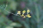 Yellow wild indigo