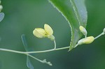 Yellow wild indigo