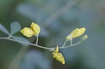 Yellow wild indigo