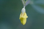 Yellow wild indigo