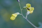 Yellow wild indigo