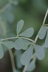 Yellow wild indigo