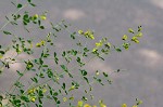 Yellow wild indigo