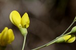 Yellow wild indigo