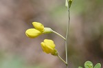 Yellow wild indigo