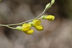 Yellow wild indigo