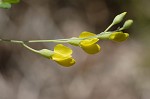 Yellow wild indigo