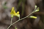 Yellow wild indigo