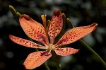 Blackberry lily