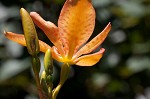 Blackberry lily