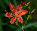 Blackberry lily