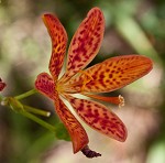 Blackberry lily