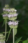 Downy pagoda-plant