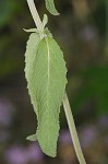 Downy pagoda-plant