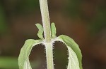 Downy pagoda-plant