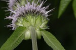 Downy pagoda-plant