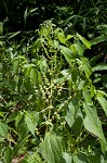 Smallspike false nettle